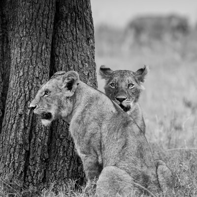 树干上两只小狮子的灰度照片